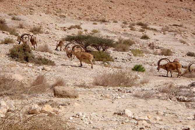4WD Masada Ein Gedi Judea desert Dead Sea adventure 4x4 Tour. - Masada, cable car, and the mountaintop story