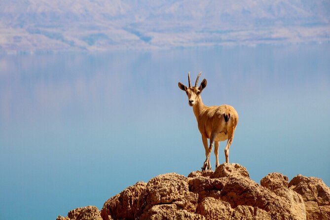 Desert Safari and Dead Sea Day Trip from Jerusalem - What the $160 price gets you