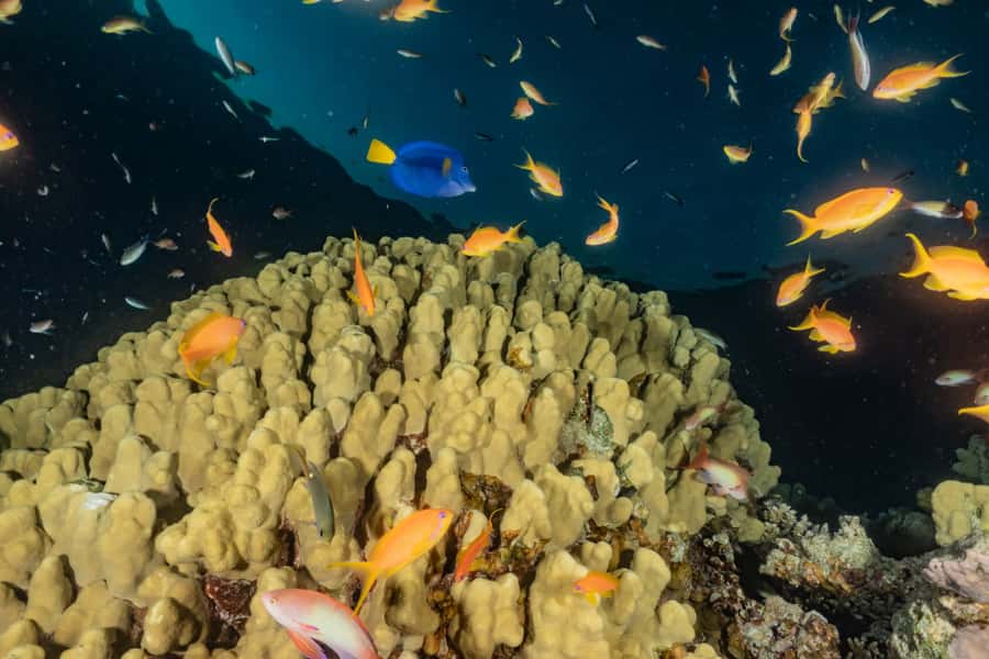 Eilat: 2-Hour Glass-Bottom Boat Tour - Who will enjoy this Eilat boat ride?
