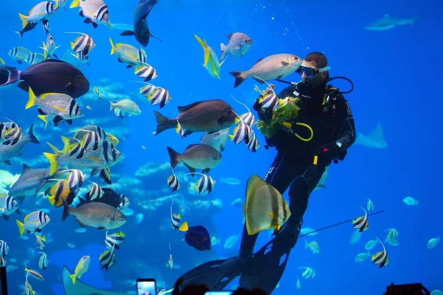 Eilat: Intro to Diving with Certified Instructor - Why Eilat works for a first underwater adventure