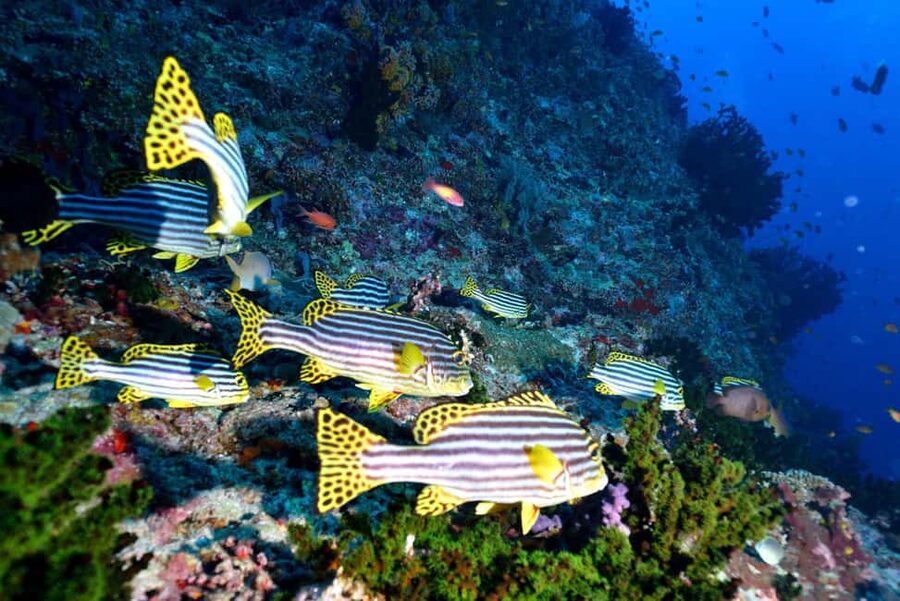 Eilat: Intro to Diving with Certified Instructor - Practical advice before you book