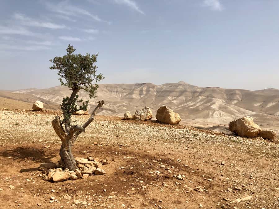 From Jerusalem: Jericho and Jordan River Half-Day Trip - Jericho, the ancient city below the hills