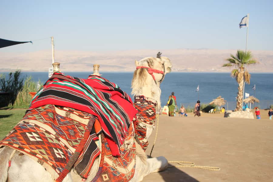 From Tel Aviv: Dead Sea Self-Guided Chill-Out Day Trip - Key points to know before booking