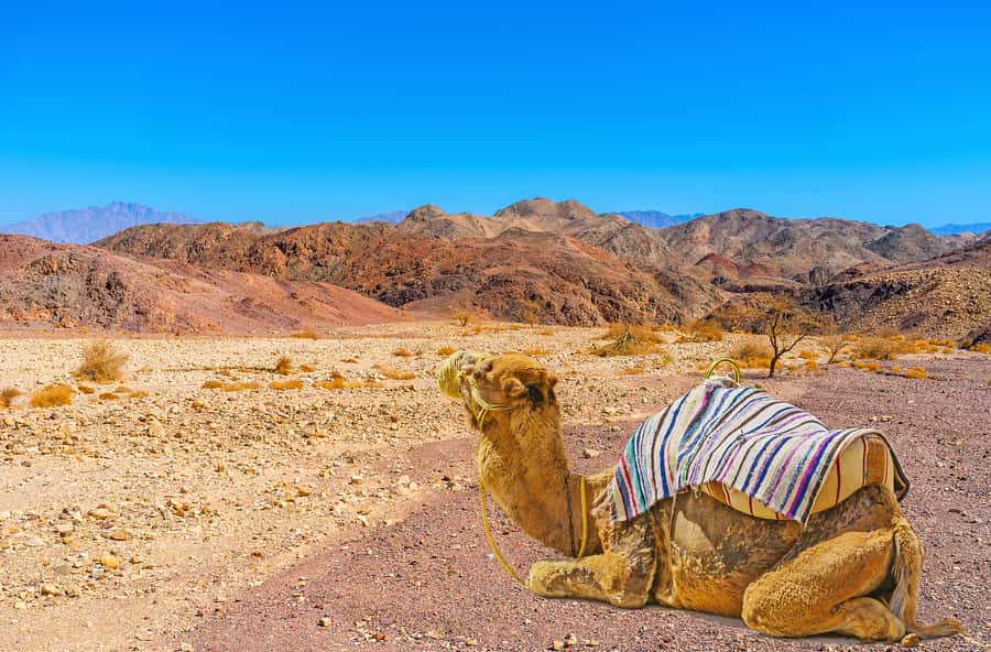 From Tel Aviv: Dead Sea Visit & Desert Safari - Coffee under the vehicle shade