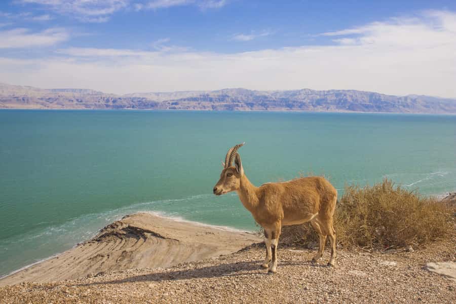 From Tel Aviv: Dead Sea Visit & Desert Safari - What the $160 price covers