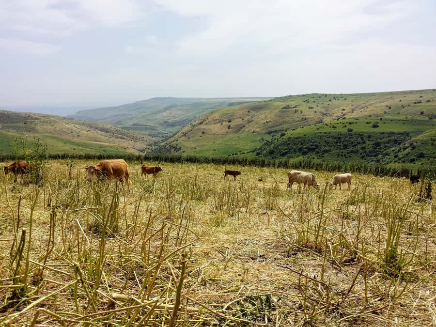 From Tel Aviv: Golan Heights Tour - From Hamat Gader to the Shalom Observatory