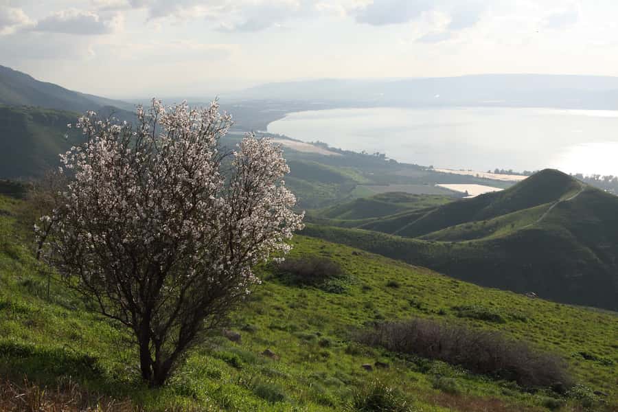 From Tel Aviv: Magdala, Mount of Beatitudes, and Cana Tour - Why Magdala is the day’s most compelling stop
