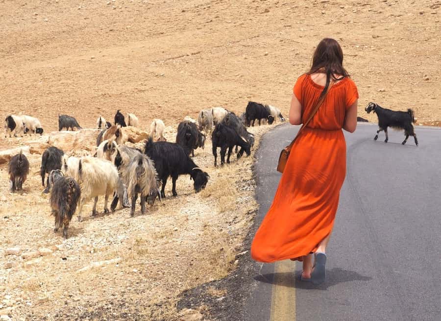 From Tel Aviv: West Bank Day Tour - Guides, group size, and the pace of the day