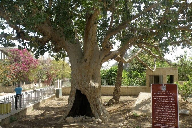 FullDay Bethlehem Jericho Guided Tour From Jerusalem -small group - Lunch, the Sycamore Tree, and the ride back
