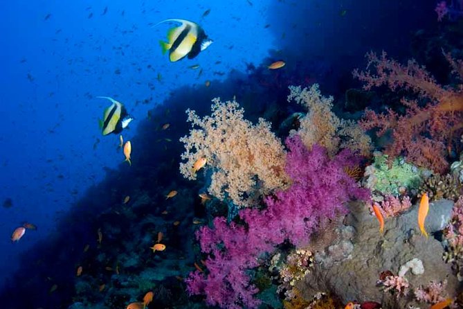 Introductory Dive in Eilat - Starting at Aqua Star on Egypt Road