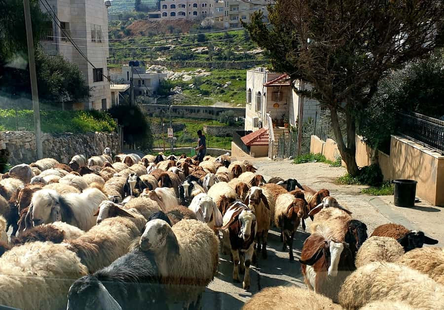 Jerusalem, Bethlehem, & Dead Sea Private Tour - Why this private route works
