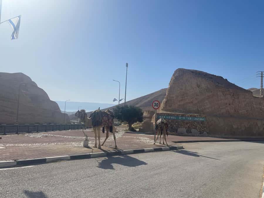 Masada Dead Sea: Small Group Tour from Tlv INCL. ENTRY FEES - Floating at the Dead Sea