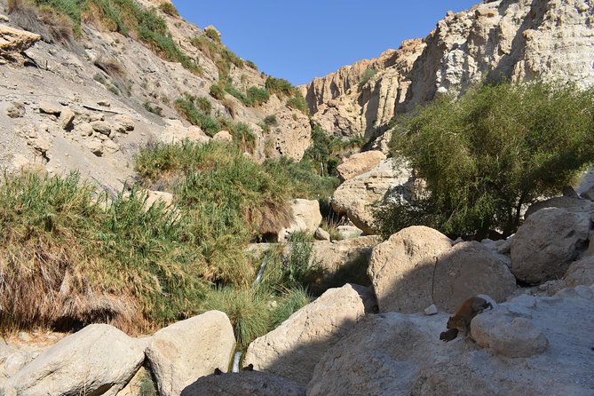 Masada, Ein Gedi, and The Dead Sea from Tel Aviv - Guides can make or break the day