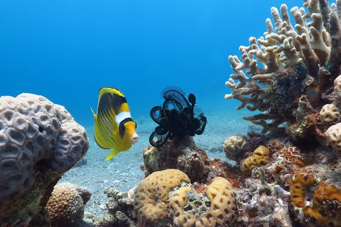PADI Open Water Diver Course - 5 Days Scuba Diving - Equipment, insurance, and what the price covers