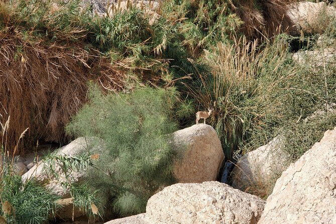 Private Day Tour in Masada and the Dead Sea - Ein Bokek: the practical place to float