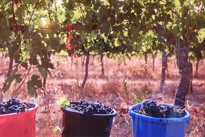 Private Israeli Wines Tour of the Central Israel - Price, timing, and what is included