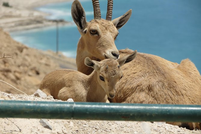 Private Tour: Dead Sea and Masada - Practical clothing and preparation