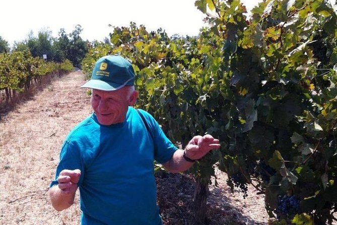 Private wine tour of Northern Israel - Galilee vineyards and volcanic growing conditions