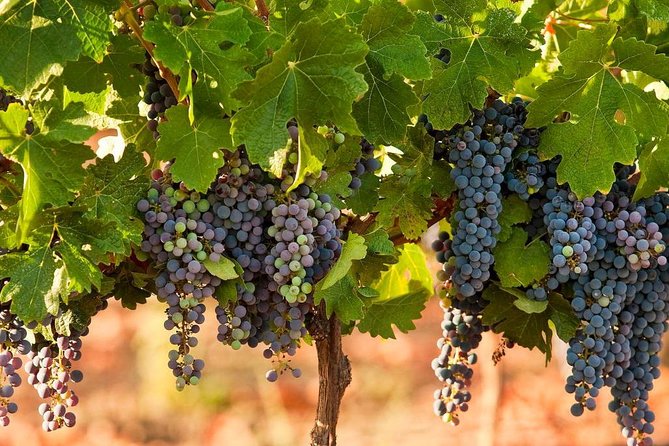 Private wine tour of Northern Israel - Zichron Yaakov and the Carmel wine story