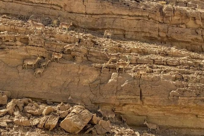 Ramon Crater Jeep Tour from Mitzpe Ramon - Mt. Gvanim Offers the Big First View