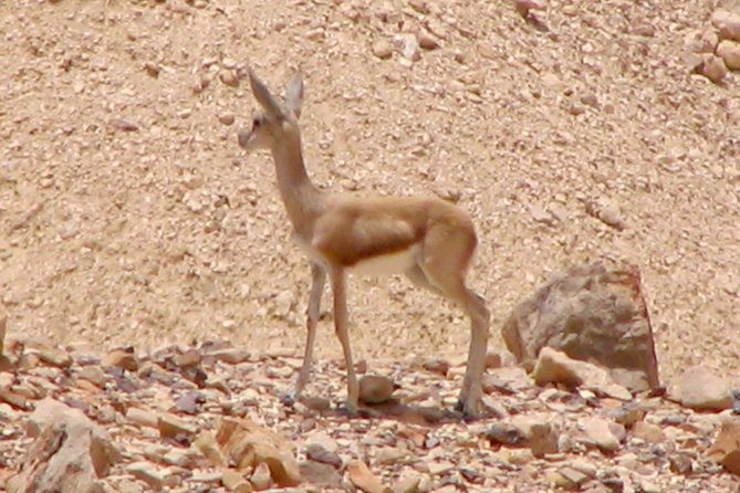 Two hour guided jeep tour in to and around the Ramon crater - Who Should Book This Ramon Crater Tour?